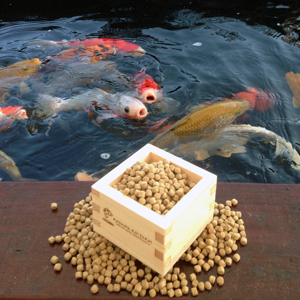 Thức ăn trộn thuốc cho cá koi